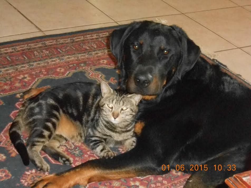 Rencontre beauceronne