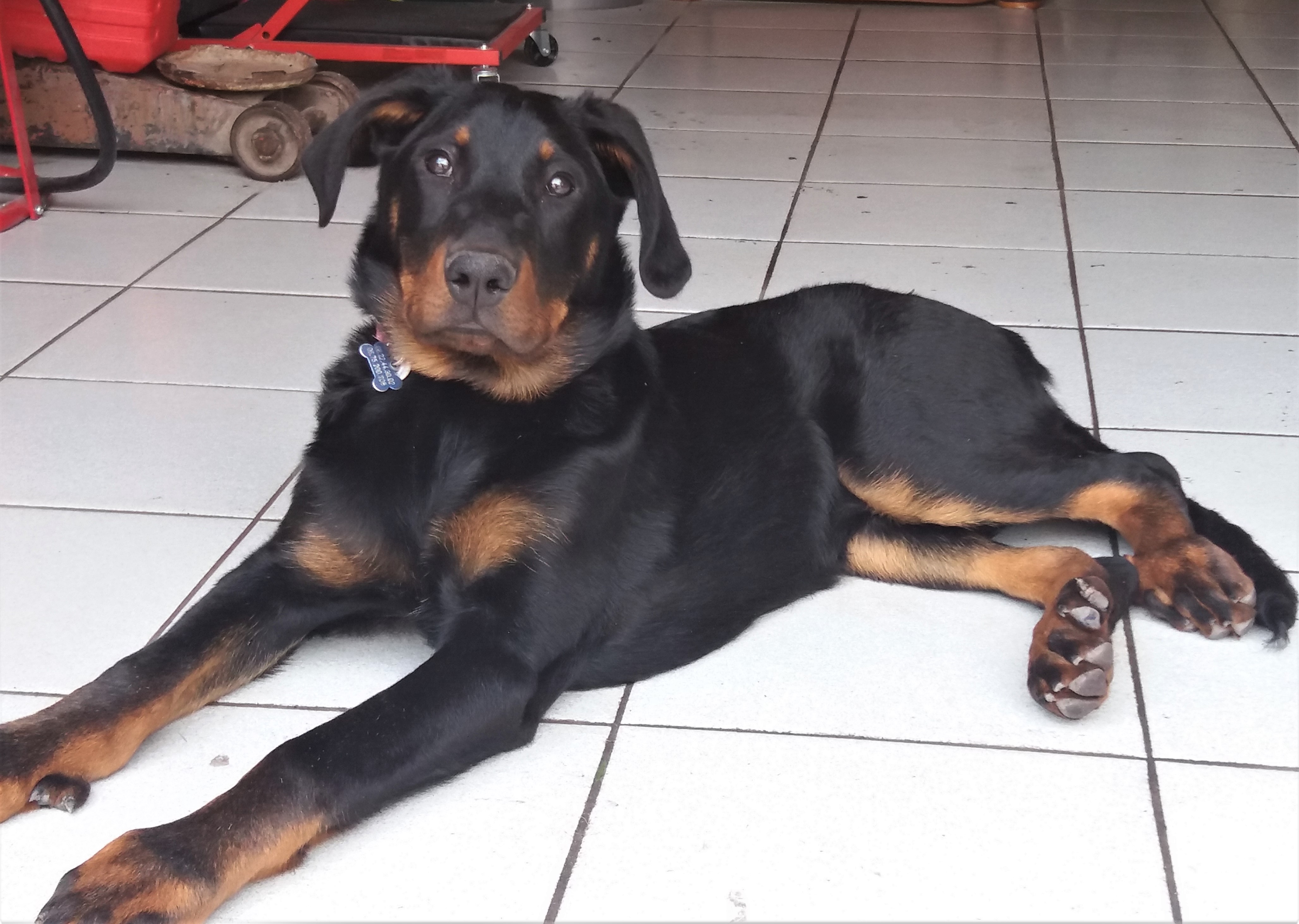 Elevagedelalicorne Licorne Ane Provence Anesse Anon Poney Ponette Beauceron Berger Beauce Basrouge Chiot Chien Chienne Gardien Doux Obeissant Courageux Massif Poule Sussex Negre Soie Canard Pompon Indien Paon Paonne Bleu Pigeon Vache