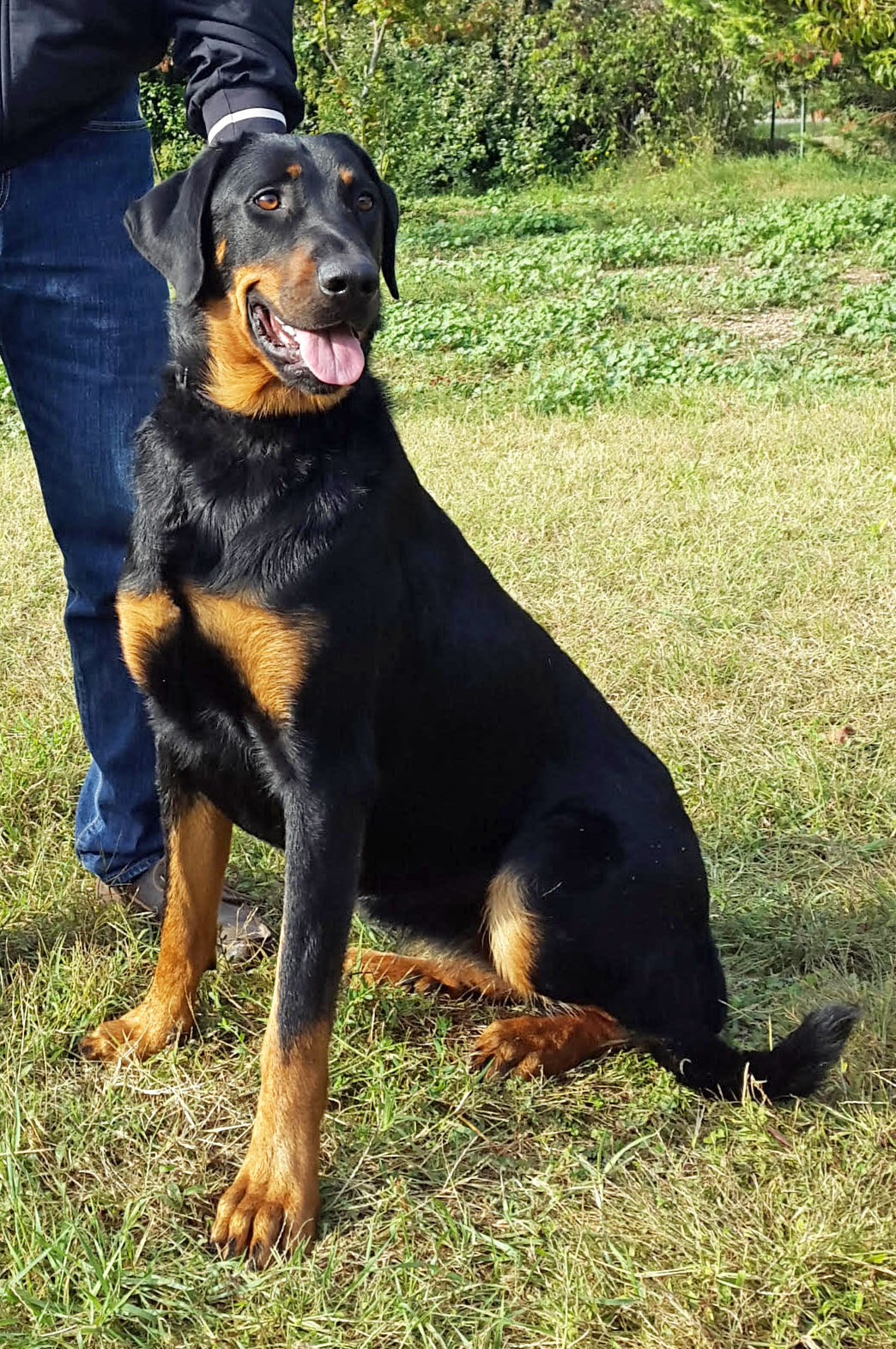 Elevagedelalicorne Licorne Ane Provence Anesse Anon Poney Ponette Beauceron Berger Beauce Basrouge Chiot Chien Chienne Gardien Doux Obeissant Courageux Massif Poule Sussex Negre Soie Canard Pompon Indien Paon Paonne Bleu Pigeon Vache