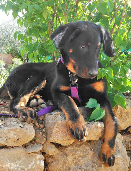 Elevagedelalicorne Licorne Ane Provence Anesse Anon Poney Ponette Beauceron Berger Beauce Basrouge Chiot Chien Chienne Gardien Doux Obeissant Courageux Massif Poule Sussex Negre Soie Canard Pompon Indien Paon Paonne Bleu Pigeon Vache