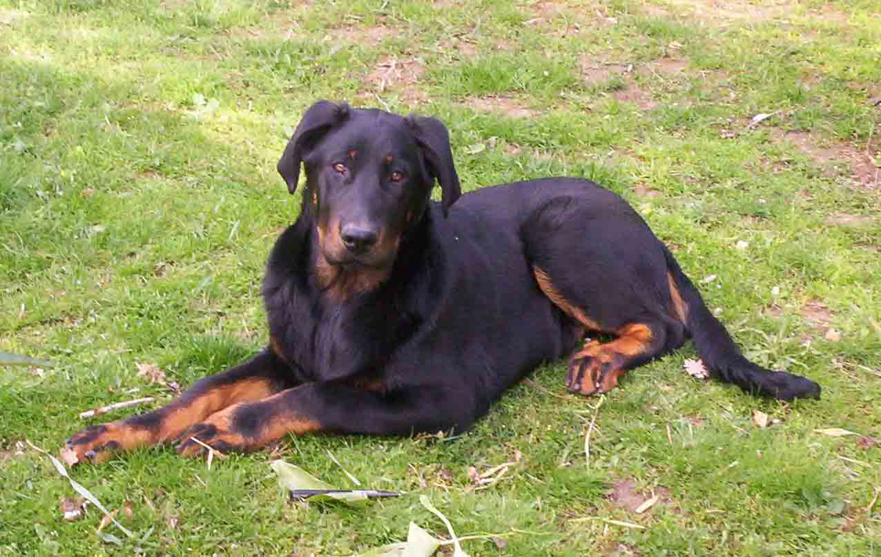 domainedelalicorne.fr Elevage de beauceron chiot beauceron pure race élevage du clos de la licorne elevage des gardiens de la licorne elevage beauceron noir et feu authentique gros gabarits élevage de Beauceron familial sérieux et qualité domainedelalicorne.fr suivi des chiots conseil d’éducation chiot propre bas rouge santé caractère spécialiste du beauceron noir et feu ou arlequin chien rustique berger de France  nos chiots sont élevés avec amour et attention notre passion au service de la qualité Beauceron de qualité et sportif domaine de la licorne 04380 BARRAS élevage en liberté éleveur berger de beauce élevage de beauceron de travail 