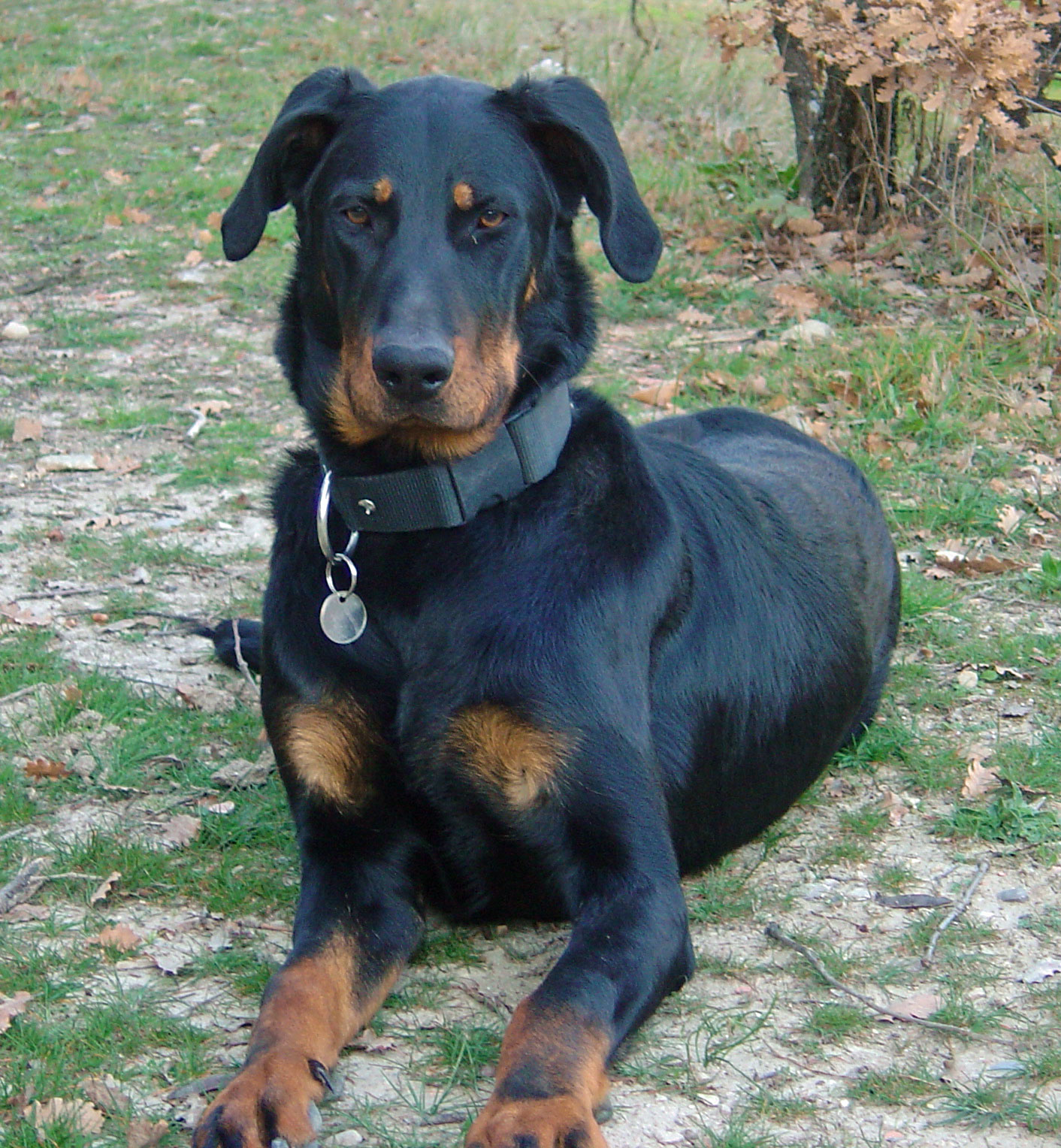 Elevage de beauceron élevage du clos de la licorne elevage des gardiens de la licorne elevage beauceron noir et feu authentique gros gabarits élevage familial sérieux qualité suivi des chiots conseil d’éducation chiot propre bas rouge santé caractère spécialiste du beauceron noir et feu ou arlequin chien rustique berger de France  nos chiots sont élevés avec amour et attention notre passion au service de la qualité Beauceron de qualité et sportif domaine de la licorne 04380 BARRAS élevage en liberté éleveur berger de beauce élevage de beauceron de travail domainedelalicorne.fr chiot beauceron pure race