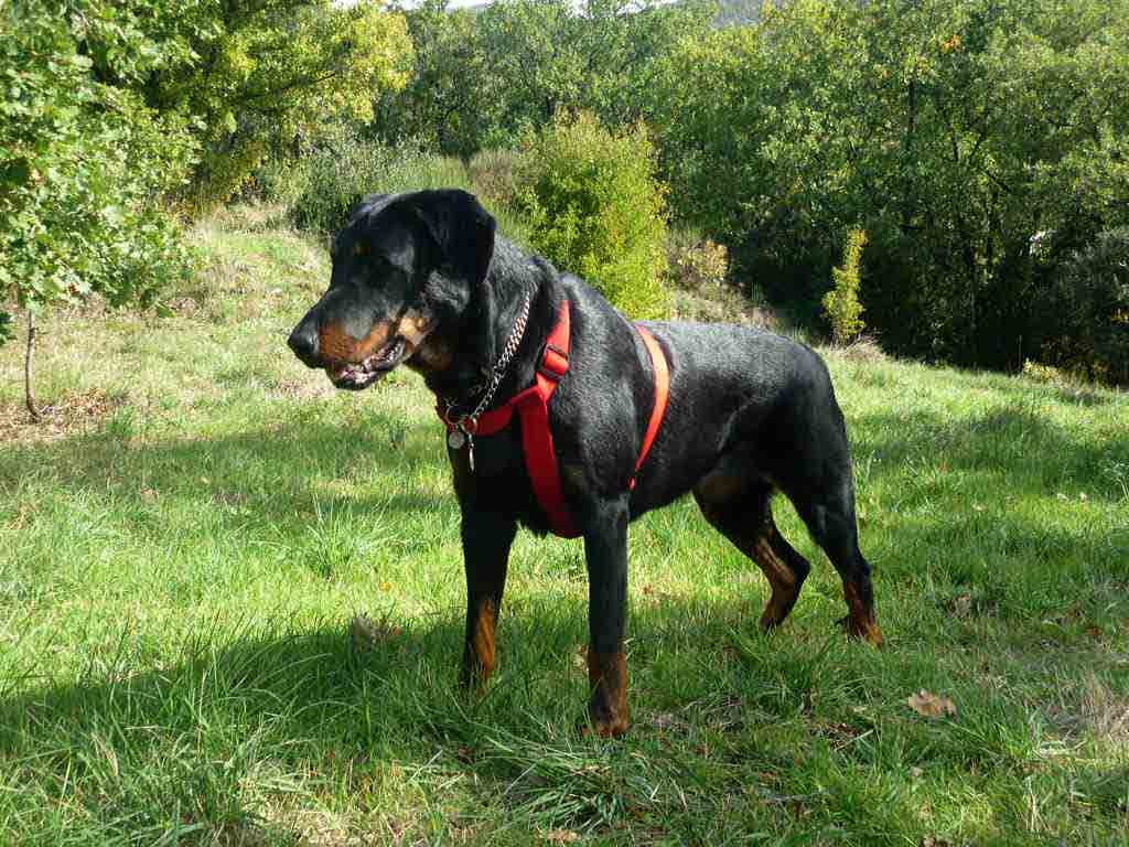 Elevage de beauceron élevage du clos de la licorne elevage des gardiens de la licorne elevage beauceron noir et feu authentique gros gabarits élevage familial sérieux qualité suivi des chiots conseil d’éducation chiot propre bas rouge santé caractère spécialiste du beauceron noir et feu ou arlequin chien rustique berger de France  nos chiots sont élevés avec amour et attention notre passion au service de la qualité Beauceron de qualité et sportif domaine de la licorne 04380 BARRAS élevage en liberté éleveur berger de beauce élevage de beauceron de travail domainedelalicorne.fr chiot beauceron pure race