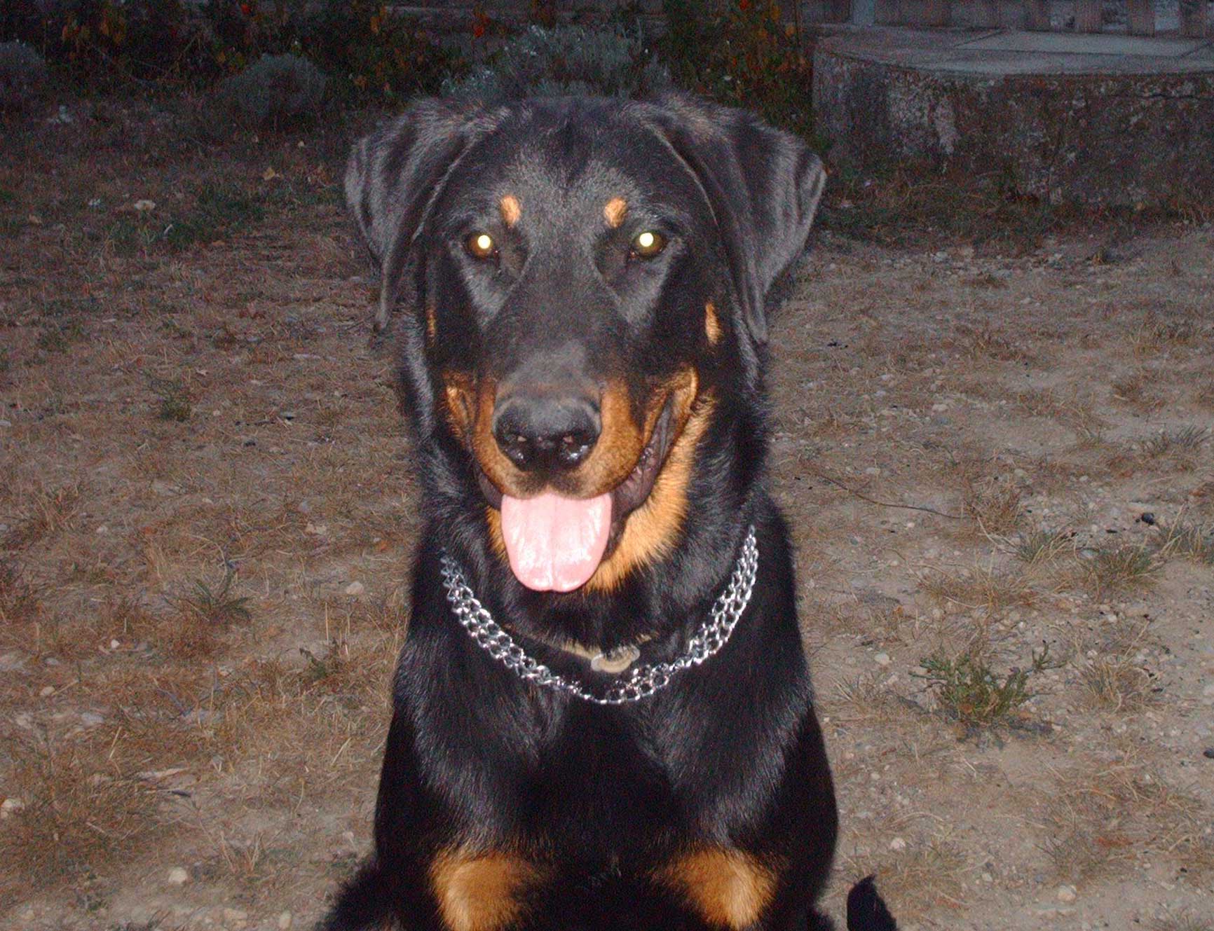 domainedelalicorne.fr Elevage de beauceron chiot beauceron pure race élevage du clos de la licorne elevage des gardiens de la licorne elevage beauceron noir et feu authentique gros gabarits élevage de Beauceron familial sérieux et qualité domainedelalicorne.fr suivi des chiots conseil d’éducation chiot propre bas rouge santé caractère spécialiste du beauceron noir et feu ou arlequin chien rustique berger de France  nos chiots sont élevés avec amour et attention notre passion au service de la qualité Beauceron de qualité et sportif domaine de la licorne 04380 BARRAS élevage en liberté éleveur berger de beauce élevage de beauceron de travail 