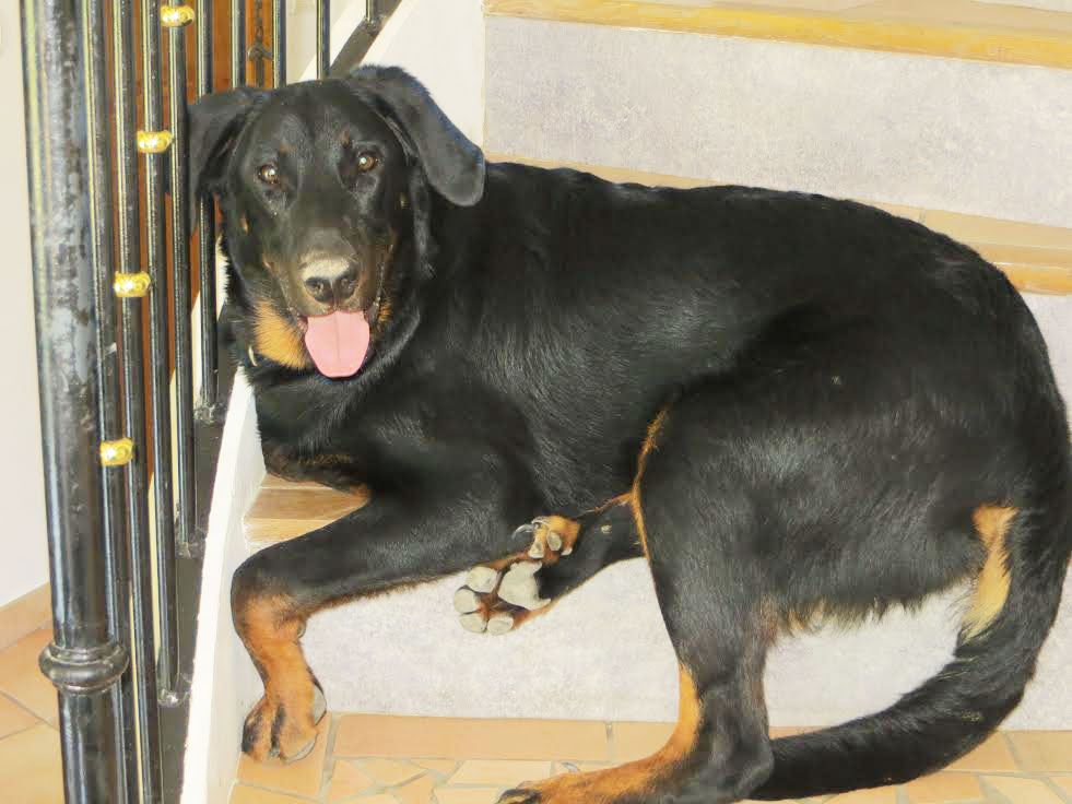 domainedelalicorne.fr Elevage de beauceron chiot beauceron pure race élevage du clos de la licorne elevage des gardiens de la licorne elevage beauceron noir et feu authentique gros gabarits élevage de Beauceron familial sérieux et qualité domainedelalicorne.fr suivi des chiots conseil d’éducation chiot propre bas rouge santé caractère spécialiste du beauceron noir et feu ou arlequin chien rustique berger de France  nos chiots sont élevés avec amour et attention notre passion au service de la qualité Beauceron de qualité et sportif domaine de la licorne 04380 BARRAS élevage en liberté éleveur berger de beauce élevage de beauceron de travail 