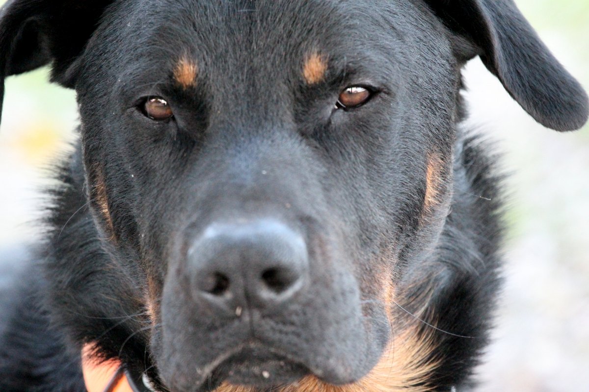 domainedelalicorne.fr Elevage de beauceron chiot beauceron pure race élevage du clos de la licorne elevage des gardiens de la licorne elevage beauceron noir et feu authentique gros gabarits élevage de Beauceron familial sérieux et qualité domainedelalicorne.fr suivi des chiots conseil d’éducation chiot propre bas rouge santé caractère spécialiste du beauceron noir et feu ou arlequin chien rustique berger de France  nos chiots sont élevés avec amour et attention notre passion au service de la qualité Beauceron de qualité et sportif domaine de la licorne 04380 BARRAS élevage en liberté éleveur berger de beauce élevage de beauceron de travail 