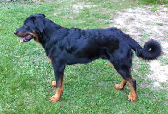 domainedelalicorne.fr Elevage de beauceron chiot beauceron pure race élevage du clos de la licorne elevage des gardiens de la licorne elevage beauceron noir et feu authentique gros gabarits élevage de Beauceron familial sérieux et qualité domainedelalicorne.fr suivi des chiots conseil d’éducation chiot propre bas rouge santé caractère spécialiste du beauceron noir et feu ou arlequin chien rustique berger de France  nos chiots sont élevés avec amour et attention notre passion au service de la qualité Beauceron de qualité et sportif domaine de la licorne 04380 BARRAS élevage en liberté éleveur berger de beauce élevage de beauceron de travail 