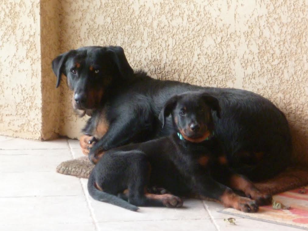 domainedelalicorne.fr Elevage de beauceron chiot beauceron pure race élevage du clos de la licorne elevage des gardiens de la licorne elevage beauceron noir et feu authentique gros gabarits élevage de Beauceron familial sérieux et qualité domainedelalicorne.fr suivi des chiots conseil d’éducation chiot propre bas rouge santé caractère spécialiste du beauceron noir et feu ou arlequin chien rustique berger de France  nos chiots sont élevés avec amour et attention notre passion au service de la qualité Beauceron de qualité et sportif domaine de la licorne 04380 BARRAS élevage en liberté éleveur berger de beauce élevage de beauceron de travail 