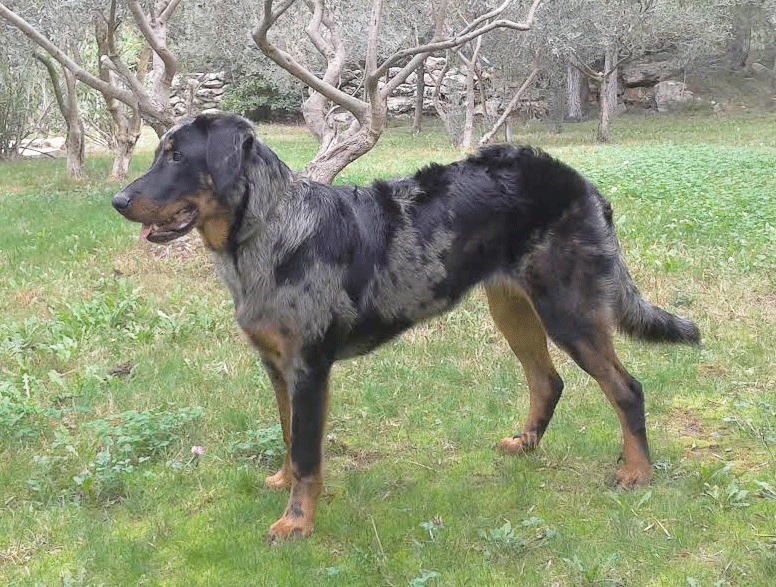 domainedelalicorne.fr Elevage de beauceron chiot beauceron pure race élevage du clos de la licorne elevage des gardiens de la licorne elevage beauceron noir et feu authentique gros gabarits élevage de Beauceron familial sérieux et qualité domainedelalicorne.fr suivi des chiots conseil d’éducation chiot propre bas rouge santé caractère spécialiste du beauceron noir et feu ou arlequin chien rustique berger de France  nos chiots sont élevés avec amour et attention notre passion au service de la qualité Beauceron de qualité et sportif domaine de la licorne 04380 BARRAS élevage en liberté éleveur berger de beauce élevage de beauceron de travail 