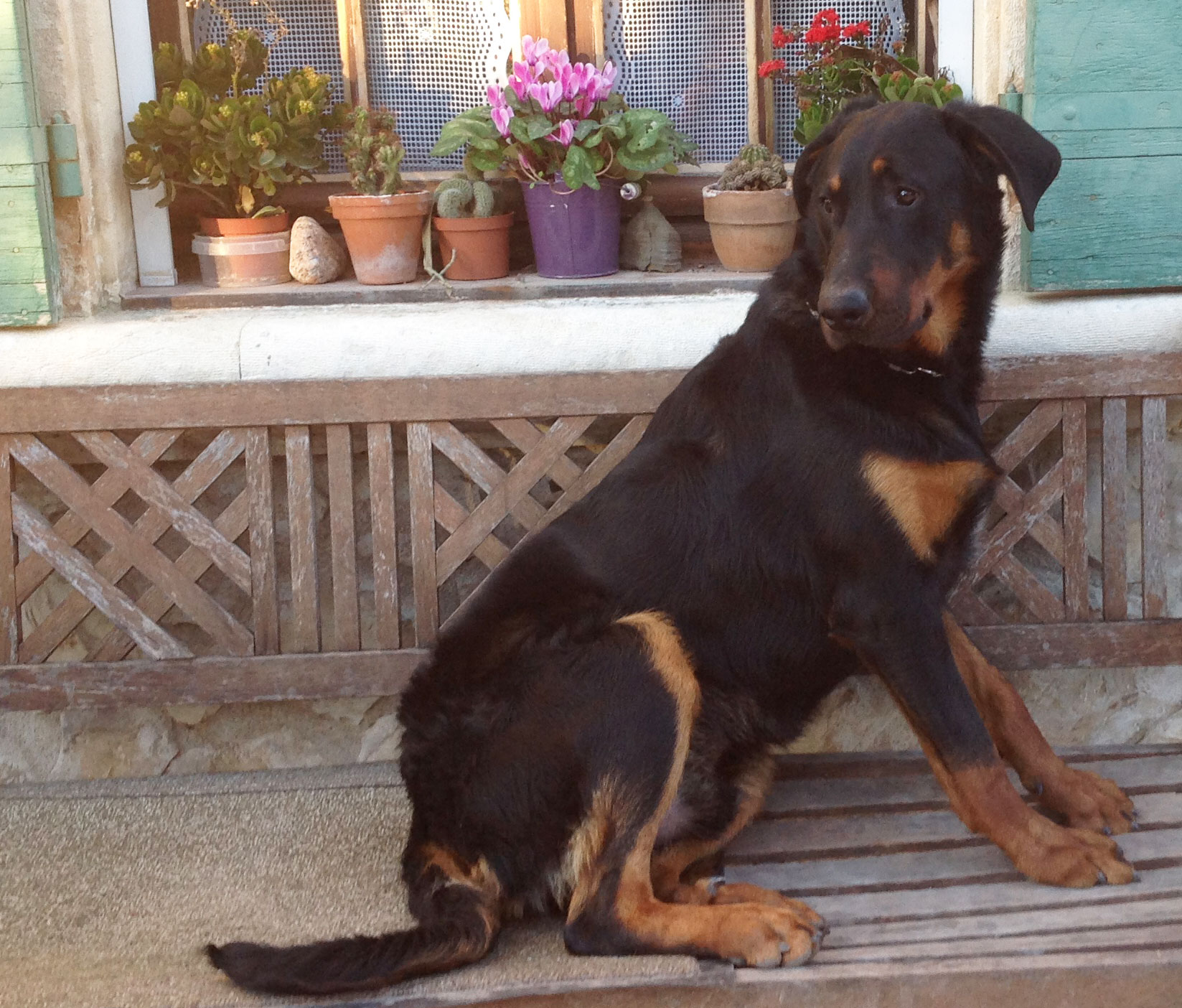 domainedelalicorne.fr Elevage de beauceron chiot beauceron pure race élevage du clos de la licorne elevage des gardiens de la licorne elevage beauceron noir et feu authentique gros gabarits élevage de Beauceron familial sérieux et qualité domainedelalicorne.fr suivi des chiots conseil d’éducation chiot propre bas rouge santé caractère spécialiste du beauceron noir et feu ou arlequin chien rustique berger de France  nos chiots sont élevés avec amour et attention notre passion au service de la qualité Beauceron de qualité et sportif domaine de la licorne 04380 BARRAS élevage en liberté éleveur berger de beauce élevage de beauceron de travail 