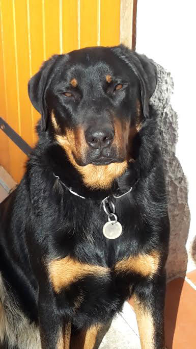  beauceron de travail 