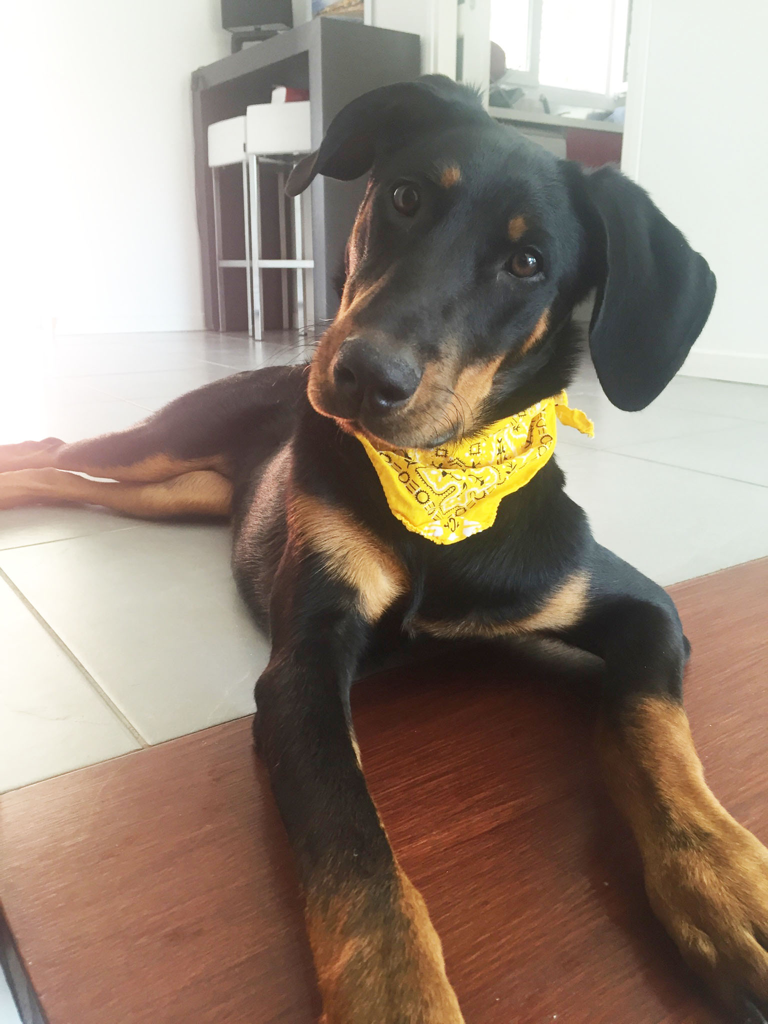 domainedelalicorne.fr photo chien beauceron photo chiot beauceron Elevage de beauceron chiot beauceron pure race élevage du clos de la licorne elevage des gardiens de la licorne elevage beauceron noir et feu authentique gros gabarits élevage de Beauceron familial sérieux et qualité domainedelalicorne.fr suivi des chiots conseil d’éducation chiot propre bas rouge santé caractère spécialiste du beauceron noir et feu ou arlequin chien rustique berger de France  nos chiots sont élevés avec amour et attention notre passion au service de la qualité Beauceron de qualité et sportif domaine de la licorne 04380 BARRAS élevage en liberté éleveur berger de beauce élevage de beauceron de travail 06 11 20 51 93 site domainedelalicorne.fr mail domainedelalicorne@gmail.com