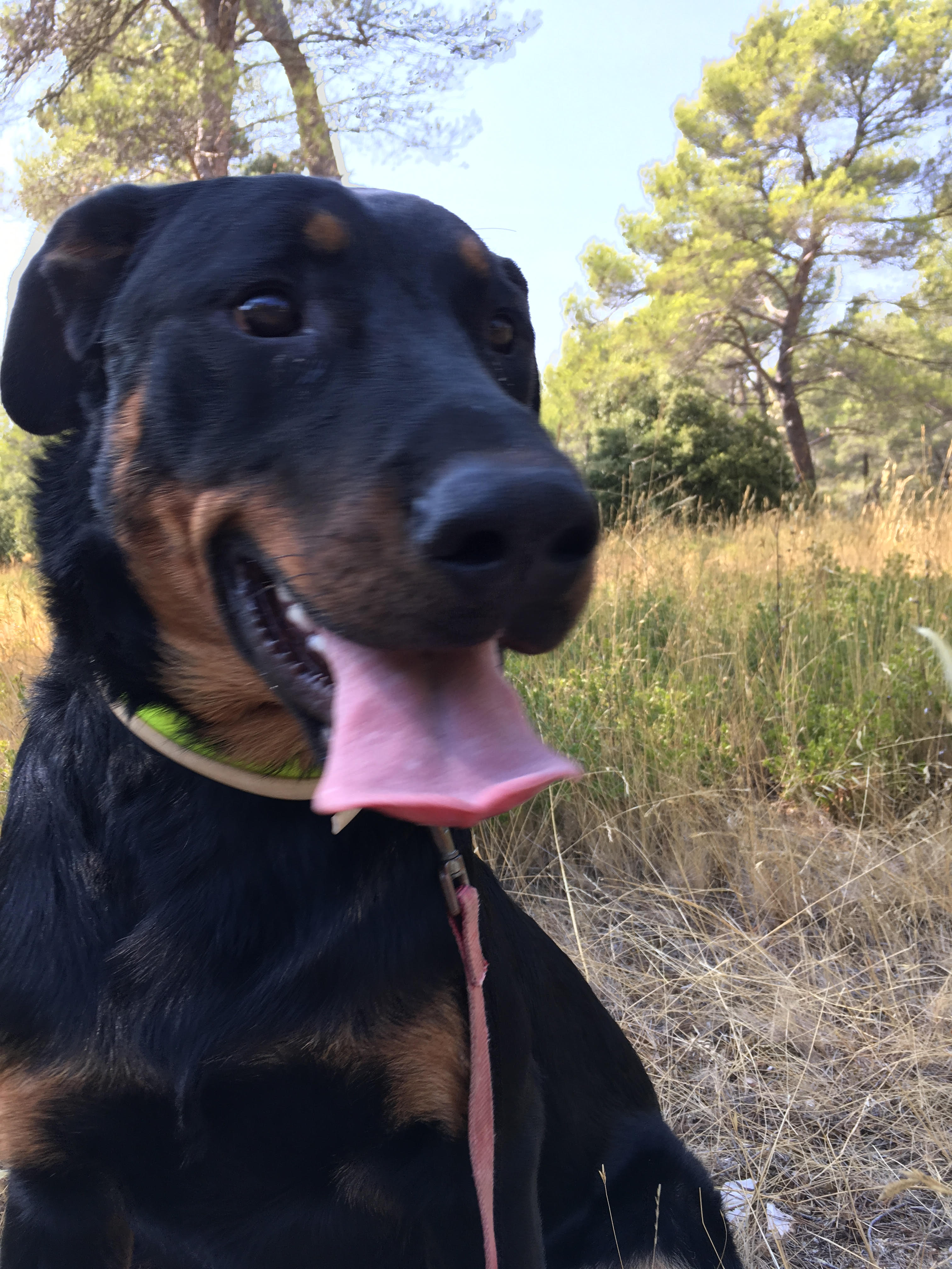  domainedelalicorne.fr photo chien beauceron photo chiot beauceron Elevage de beauceron chiot beauceron pure race élevage du clos de la licorne elevage des gardiens de la licorne elevage beauceron noir et feu authentique gros gabarits élevage de Beauceron familial sérieux et qualité domainedelalicorne.fr suivi des chiots conseil d’éducation chiot propre bas rouge santé caractère spécialiste du beauceron noir et feu ou arlequin chien rustique berger de France  nos chiots sont élevés avec amour et attention notre passion au service de la qualité Beauceron de qualité et sportif domaine de la licorne 04380 BARRAS élevage en liberté éleveur berger de beauce élevage de beauceron de travail 06 11 20 51 93 site domainedelalicorne.fr mail domainedelalicorne@gmail.com