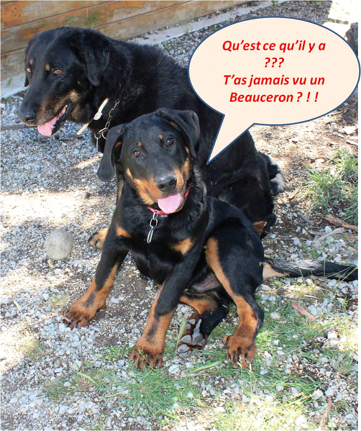  domainedelalicorne.fr photo chien beauceron photo chiot beauceron Elevage de beauceron chiot beauceron pure race élevage du clos de la licorne elevage des gardiens de la licorne elevage beauceron noir et feu authentique gros gabarits élevage de Beauceron familial sérieux et qualité domainedelalicorne.fr suivi des chiots conseil d’éducation chiot propre bas rouge santé caractère spécialiste du beauceron noir et feu ou arlequin chien rustique berger de France  nos chiots sont élevés avec amour et attention notre passion au service de la qualité Beauceron de qualité et sportif domaine de la licorne 04380 BARRAS élevage en liberté éleveur berger de beauce élevage de beauceron de travail 06 11 20 51 93 site domainedelalicorne.fr mail domainedelalicorne@gmail.com