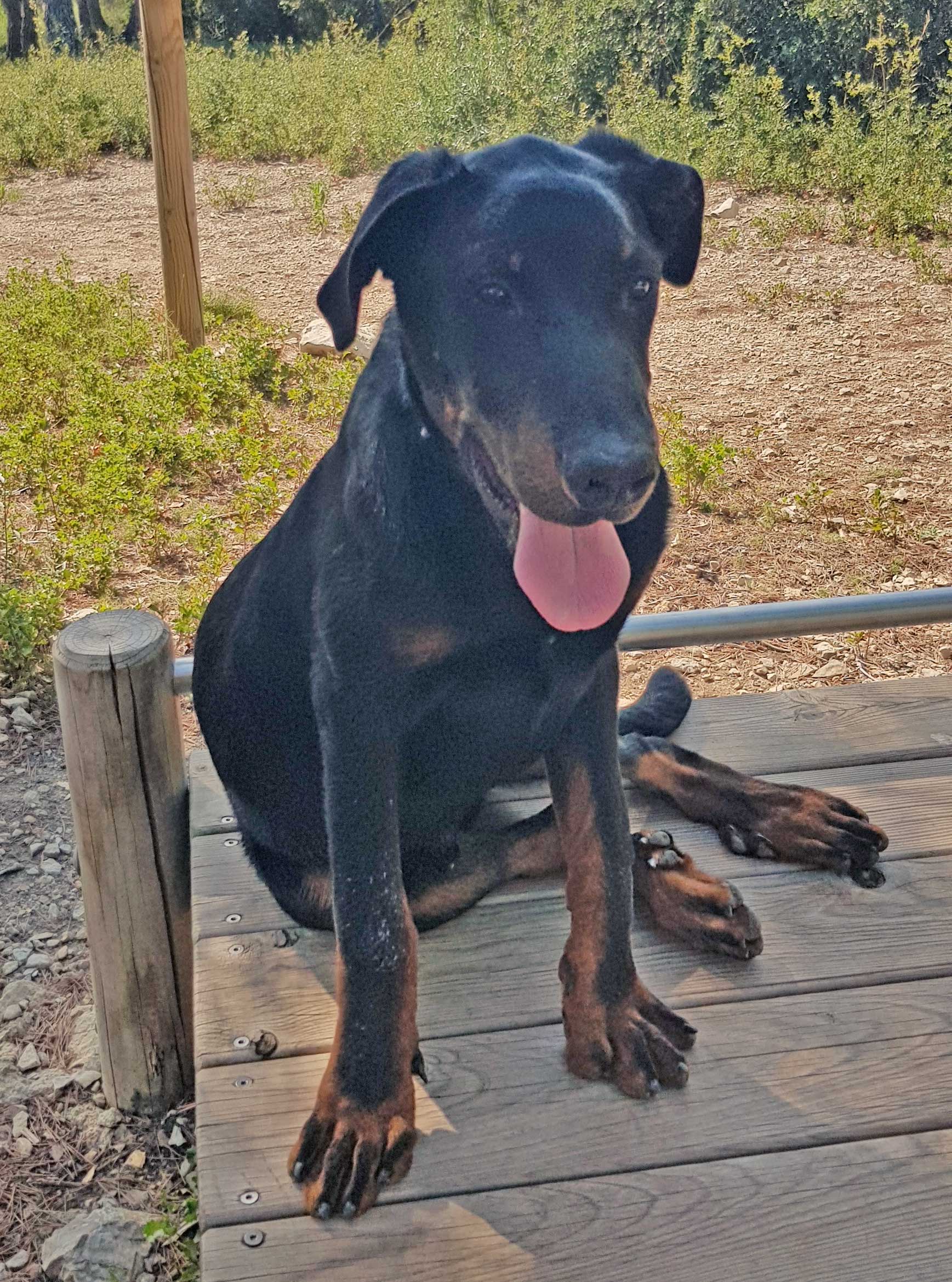  domainedelalicorne.fr photo chien beauceron photo chiot beauceron Elevage de beauceron chiot beauceron pure race élevage du clos de la licorne elevage des gardiens de la licorne elevage beauceron noir et feu authentique gros gabarits élevage de Beauceron familial sérieux et qualité domainedelalicorne.fr suivi des chiots conseil d’éducation chiot propre bas rouge santé caractère spécialiste du beauceron noir et feu ou arlequin chien rustique berger de France  nos chiots sont élevés avec amour et attention notre passion au service de la qualité Beauceron de qualité et sportif domaine de la licorne 04380 BARRAS élevage en liberté éleveur berger de beauce élevage de beauceron de travail 06 11 20 51 93 site domainedelalicorne.fr mail domainedelalicorne@gmail.com