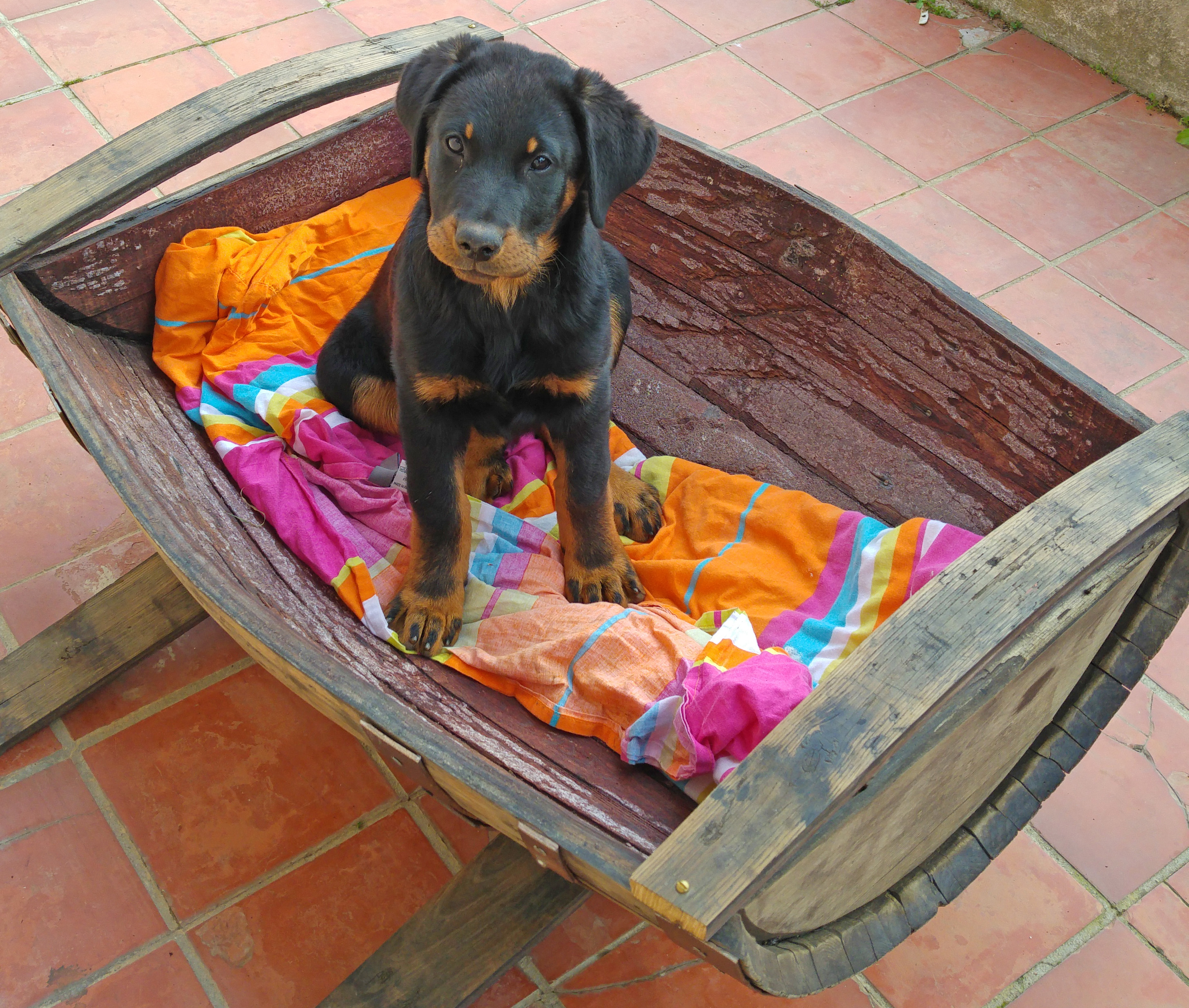  domainedelalicorne.fr photo chien beauceron photo chiot beauceron Elevage de beauceron chiot beauceron pure race élevage du clos de la licorne elevage des gardiens de la licorne elevage beauceron noir et feu authentique gros gabarits élevage de Beauceron familial sérieux et qualité domainedelalicorne.fr suivi des chiots conseil d’éducation chiot propre bas rouge santé caractère spécialiste du beauceron noir et feu ou arlequin chien rustique berger de France  nos chiots sont élevés avec amour et attention notre passion au service de la qualité Beauceron de qualité et sportif domaine de la licorne 04380 BARRAS élevage en liberté éleveur berger de beauce élevage de beauceron de travail 06 11 20 51 93 site domainedelalicorne.fr mail domainedelalicorne@gmail.com