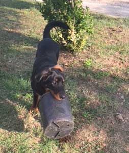  domainedelalicorne.fr photo chien beauceron photo chiot beauceron Elevage de beauceron chiot beauceron pure race élevage du clos de la licorne elevage des gardiens de la licorne elevage beauceron noir et feu authentique gros gabarits élevage de Beauceron familial sérieux et qualité domainedelalicorne.fr suivi des chiots conseil d’éducation chiot propre bas rouge santé caractère spécialiste du beauceron noir et feu ou arlequin chien rustique berger de France  nos chiots sont élevés avec amour et attention notre passion au service de la qualité Beauceron de qualité et sportif domaine de la licorne 04380 BARRAS élevage en liberté éleveur berger de beauce élevage de beauceron de travail 06 11 20 51 93 site domainedelalicorne.fr mail domainedelalicorne@gmail.com