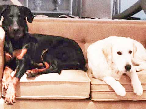 domainedelalicorne.fr photo chien beauceron photo chiot beauceron Elevage de beauceron chiot beauceron pure race élevage du clos de la licorne elevage des gardiens de la licorne elevage beauceron noir et feu authentique gros gabarits élevage de Beauceron familial sérieux et qualité domainedelalicorne.fr suivi des chiots conseil d’éducation chiot propre bas rouge santé caractère spécialiste du beauceron noir et feu ou arlequin chien rustique berger de France  nos chiots sont élevés avec amour et attention notre passion au service de la qualité Beauceron de qualité et sportif domaine de la licorne 04380 BARRAS élevage en liberté éleveur berger de beauce élevage de beauceron de travail 06 11 20 51 93 site domainedelalicorne.fr mail domainedelalicorne@gmail.com
