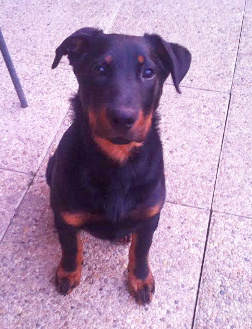 domainedelalicorne.fr Elevage de beauceron chiot beauceron pure race élevage du clos de la licorne elevage des gardiens de la licorne elevage beauceron noir et feu authentique gros gabarits élevage de Beauceron familial sérieux et qualité domainedelalicorne.fr suivi des chiots conseil d’éducation chiot propre bas rouge santé caractère spécialiste du beauceron noir et feu ou arlequin chien rustique berger de France  nos chiots sont élevés avec amour et attention notre passion au service de la qualité Beauceron de qualité et sportif domaine de la licorne 04380 BARRAS élevage en liberté éleveur berger de beauce élevage de beauceron de travail 