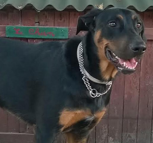 domainedelalicorne.fr Elevage de beauceron chiot beauceron pure race élevage du clos de la licorne elevage des gardiens de la licorne elevage beauceron noir et feu authentique gros gabarits élevage de Beauceron familial sérieux et qualité domainedelalicorne.fr suivi des chiots conseil d’éducation chiot propre bas rouge santé caractère spécialiste du beauceron noir et feu ou arlequin chien rustique berger de France  nos chiots sont élevés avec amour et attention notre passion au service de la qualité Beauceron de qualité et sportif domaine de la licorne 04380 BARRAS élevage en liberté éleveur berger de beauce élevage de beauceron de travail 