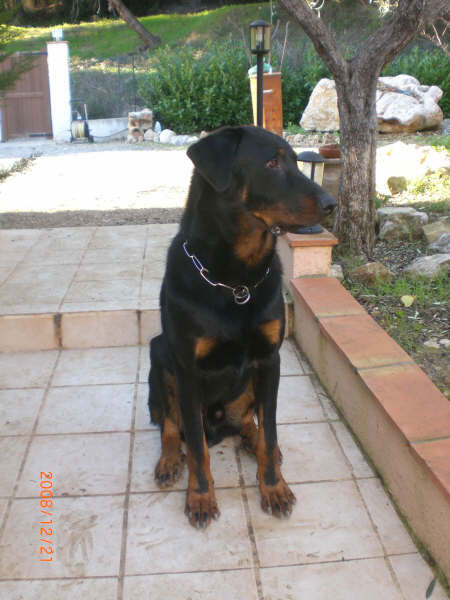 Elevage de beauceron élevage du clos de la licorne elevage des gardiens de la licorne elevage beauceron noir et feu authentique gros gabarits élevage familial sérieux qualité suivi des chiots conseil d’éducation chiot propre bas rouge santé caractère spécialiste du beauceron noir et feu ou arlequin chien rustique berger de France  nos chiots sont élevés avec amour et attention notre passion au service de la qualité Beauceron de qualité et sportif domaine de la licorne 04380 BARRAS élevage en liberté éleveur berger de beauce élevage de beauceron de travail domainedelalicorne.fr chiot beauceron pure race
