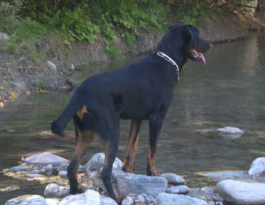 domainedelalicorne.fr Elevage de beauceron chiot beauceron pure race élevage du clos de la licorne elevage des gardiens de la licorne elevage beauceron noir et feu authentique gros gabarits élevage de Beauceron familial sérieux et qualité domainedelalicorne.fr suivi des chiots conseil d’éducation chiot propre bas rouge santé caractère spécialiste du beauceron noir et feu ou arlequin chien rustique berger de France  nos chiots sont élevés avec amour et attention notre passion au service de la qualité Beauceron de qualité et sportif domaine de la licorne 04380 BARRAS élevage en liberté éleveur berger de beauce élevage de beauceron de travail 