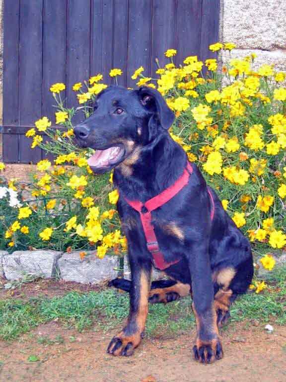 domainedelalicorne.fr Elevage de beauceron chiot beauceron pure race élevage du clos de la licorne elevage des gardiens de la licorne elevage beauceron noir et feu authentique gros gabarits élevage de Beauceron familial sérieux et qualité domainedelalicorne.fr suivi des chiots conseil d’éducation chiot propre bas rouge santé caractère spécialiste du beauceron noir et feu ou arlequin chien rustique berger de France  nos chiots sont élevés avec amour et attention notre passion au service de la qualité Beauceron de qualité et sportif domaine de la licorne 04380 BARRAS élevage en liberté éleveur berger de beauce élevage de beauceron de travail 