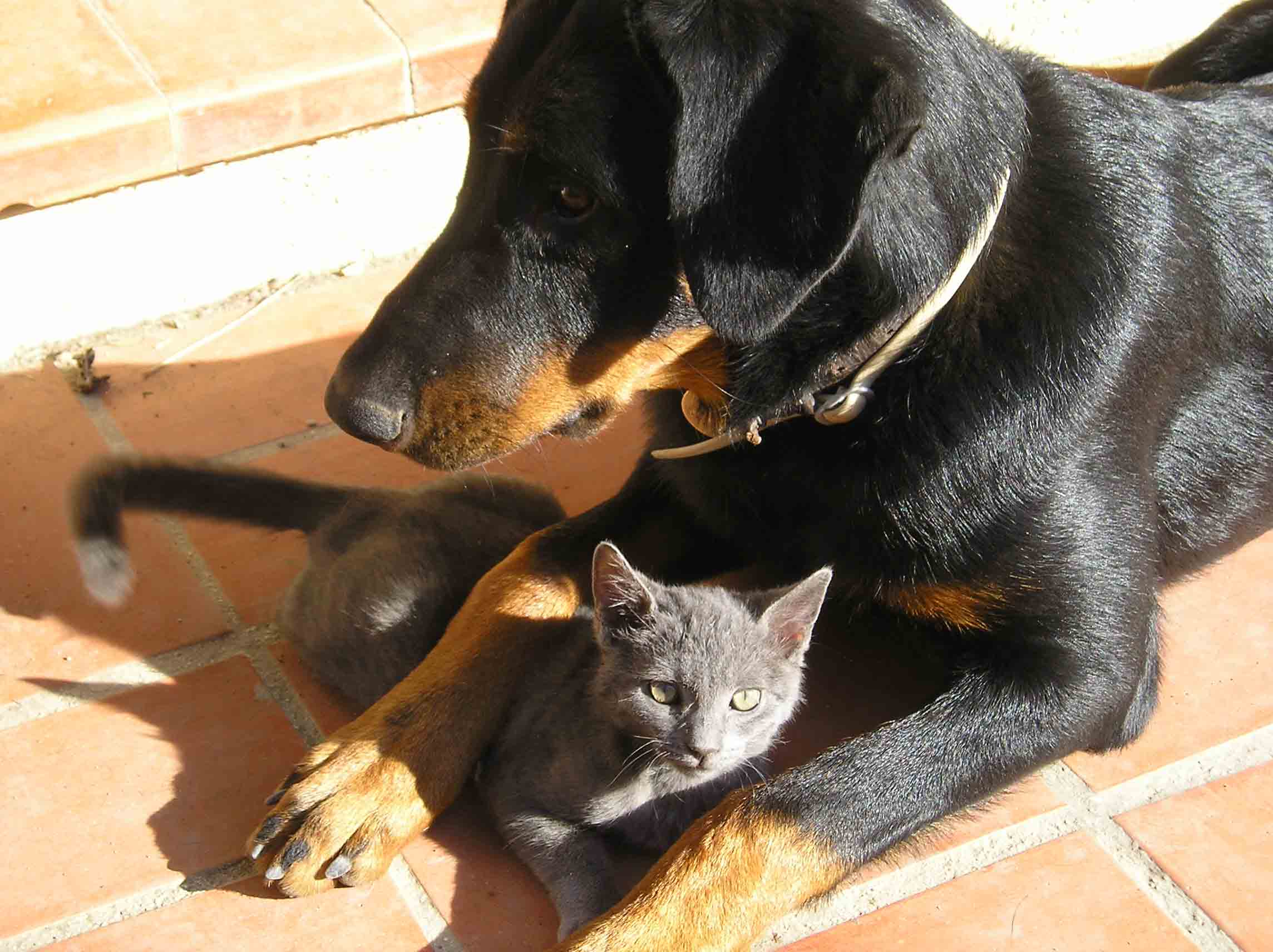  beauceron de travail 
