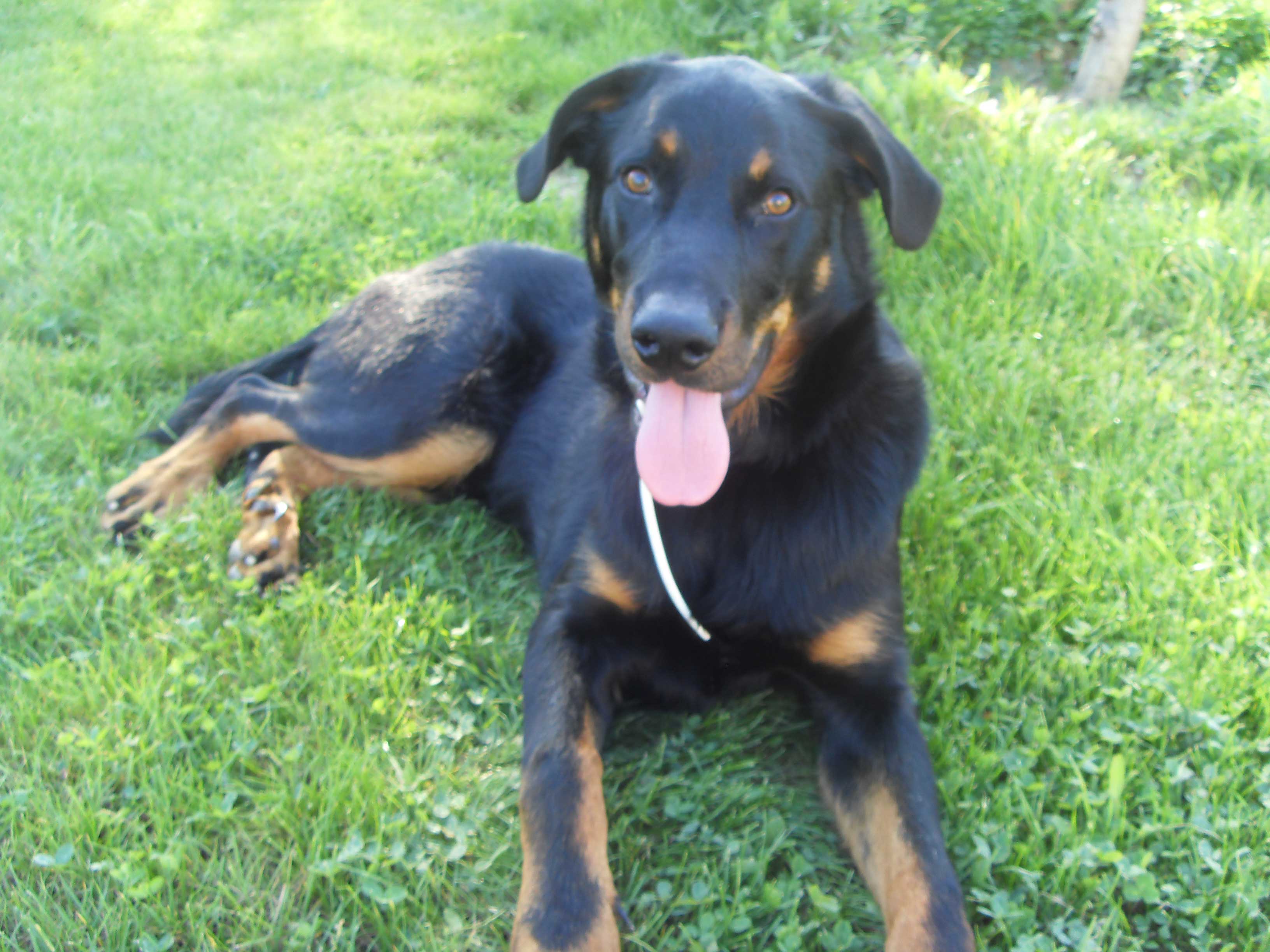 domainedelalicorne.fr Elevage de beauceron chiot beauceron pure race élevage du clos de la licorne elevage des gardiens de la licorne elevage beauceron noir et feu authentique gros gabarits élevage de Beauceron familial sérieux et qualité domainedelalicorne.fr suivi des chiots conseil d’éducation chiot propre bas rouge santé caractère spécialiste du beauceron noir et feu ou arlequin chien rustique berger de France  nos chiots sont élevés avec amour et attention notre passion au service de la qualité Beauceron de qualité et sportif domaine de la licorne 04380 BARRAS élevage en liberté éleveur berger de beauce élevage de beauceron de travail 