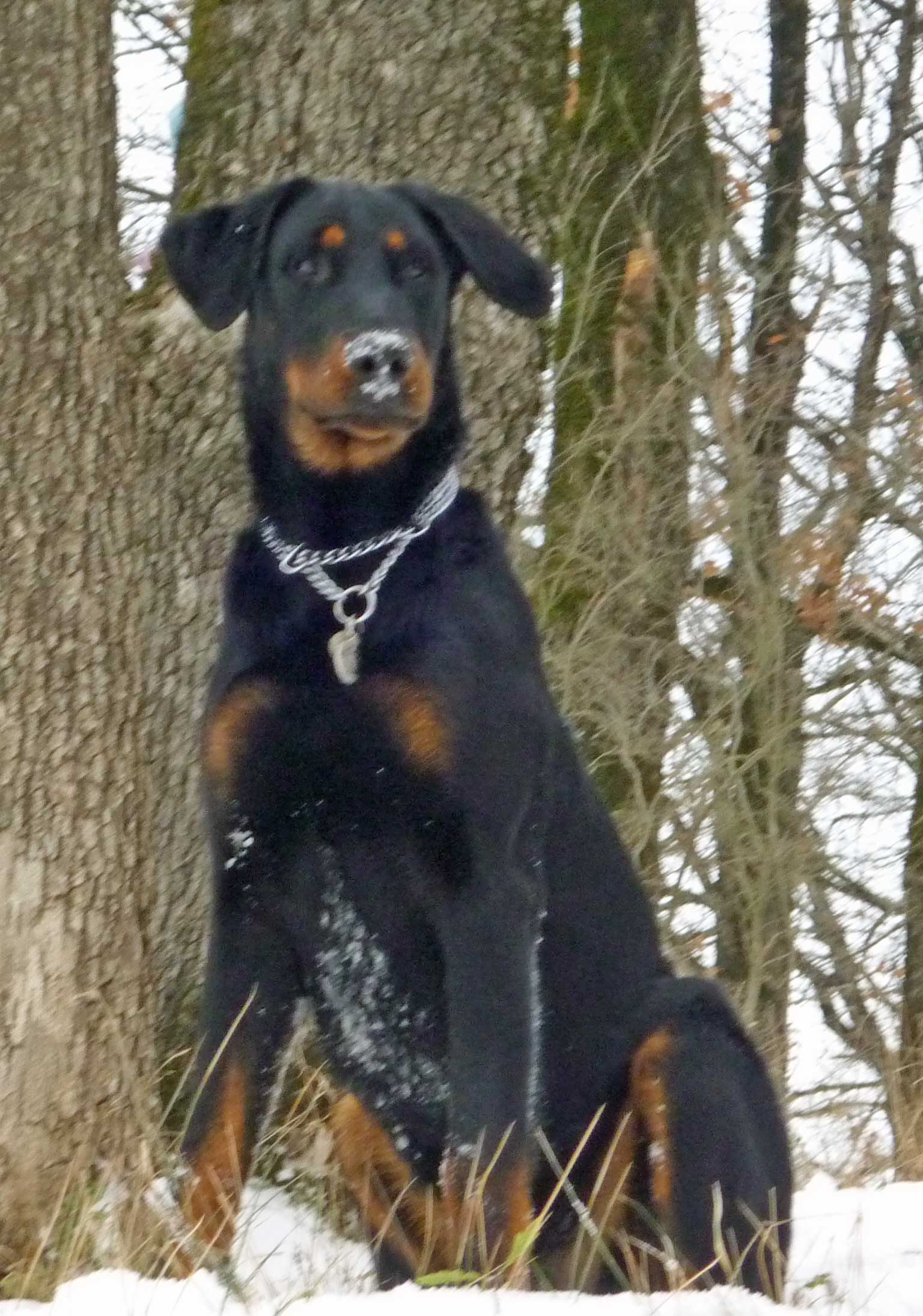 domainedelalicorne.fr Elevage de beauceron chiot beauceron pure race élevage du clos de la licorne elevage des gardiens de la licorne elevage beauceron noir et feu authentique gros gabarits élevage de Beauceron familial sérieux et qualité domainedelalicorne.fr suivi des chiots conseil d’éducation chiot propre bas rouge santé caractère spécialiste du beauceron noir et feu ou arlequin chien rustique berger de France  nos chiots sont élevés avec amour et attention notre passion au service de la qualité Beauceron de qualité et sportif domaine de la licorne 04380 BARRAS élevage en liberté éleveur berger de beauce élevage de beauceron de travail 