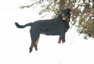 domainedelalicorne.fr photo chien beauceron photo chiot beauceron Elevage de beauceron chiot beauceron pure race élevage du clos de la licorne elevage des gardiens de la licorne elevage beauceron noir et feu authentique gros gabarits élevage de Beauceron familial sérieux et qualité domainedelalicorne.fr suivi des chiots conseil d’éducation chiot propre bas rouge santé caractère spécialiste du beauceron noir et feu ou arlequin chien rustique berger de France  nos chiots sont élevés avec amour et attention notre passion au service de la qualité Beauceron de qualité et sportif domaine de la licorne 04380 BARRAS élevage en liberté éleveur berger de beauce élevage de beauceron de travail 06 11 20 51 93 site domainedelalicorne.fr mail domainedelalicorne@gmail.com