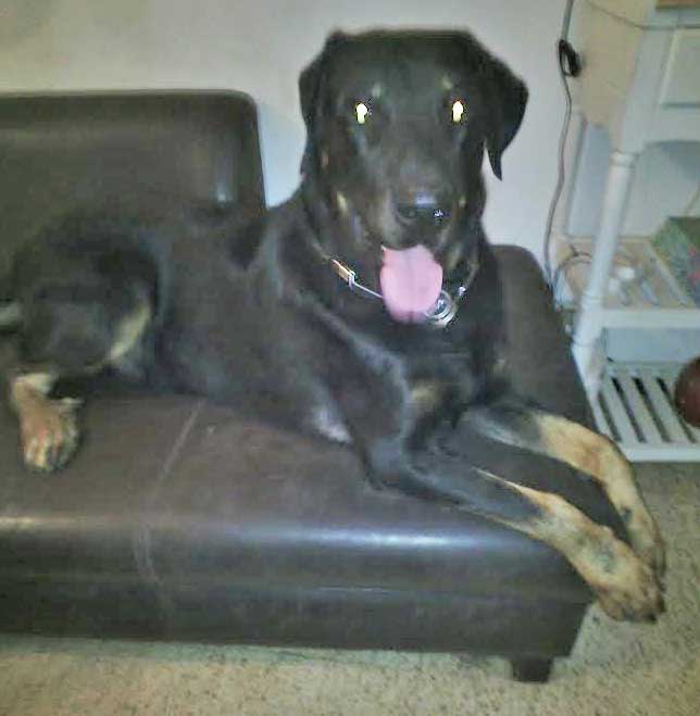 domainedelalicorne.fr photo chien beauceron photo chiot beauceron Elevage de beauceron chiot beauceron pure race élevage du clos de la licorne elevage des gardiens de la licorne elevage beauceron noir et feu authentique gros gabarits élevage de Beauceron familial sérieux et qualité domainedelalicorne.fr suivi des chiots conseil d’éducation chiot propre bas rouge santé caractère spécialiste du beauceron noir et feu ou arlequin chien rustique berger de France  nos chiots sont élevés avec amour et attention notre passion au service de la qualité Beauceron de qualité et sportif domaine de la licorne 04380 BARRAS élevage en liberté éleveur berger de beauce élevage de beauceron de travail 06 11 20 51 93 site domainedelalicorne.fr mail domainedelalicorne@gmail.com