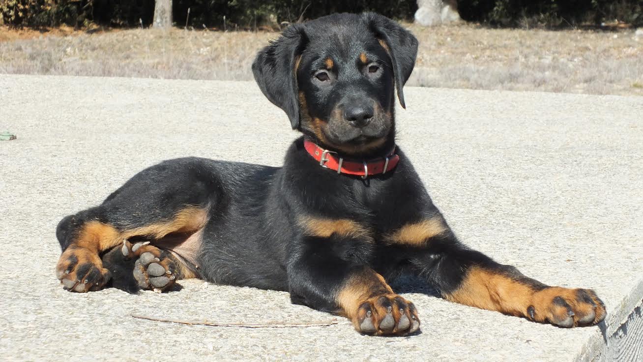 domainedelalicorne.fr Elevage de beauceron chiot beauceron pure race élevage du clos de la licorne elevage des gardiens de la licorne elevage beauceron noir et feu authentique gros gabarits élevage de Beauceron familial sérieux et qualité domainedelalicorne.fr suivi des chiots conseil d’éducation chiot propre bas rouge santé caractère spécialiste du beauceron noir et feu ou arlequin chien rustique berger de France  nos chiots sont élevés avec amour et attention notre passion au service de la qualité Beauceron de qualité et sportif domaine de la licorne 04380 BARRAS élevage en liberté éleveur berger de beauce élevage de beauceron de travail 