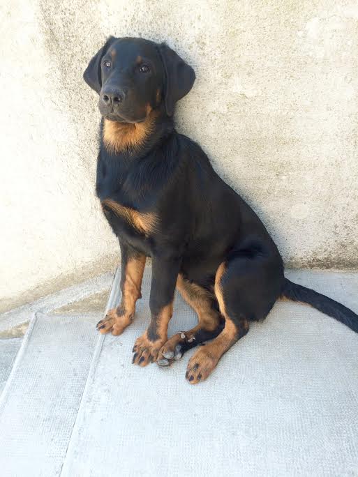 domainedelalicorne.fr Elevage de beauceron chiot beauceron pure race élevage du clos de la licorne elevage des gardiens de la licorne elevage beauceron noir et feu authentique gros gabarits élevage de Beauceron familial sérieux et qualité domainedelalicorne.fr suivi des chiots conseil d’éducation chiot propre bas rouge santé caractère spécialiste du beauceron noir et feu ou arlequin chien rustique berger de France  nos chiots sont élevés avec amour et attention notre passion au service de la qualité Beauceron de qualité et sportif domaine de la licorne 04380 BARRAS élevage en liberté éleveur berger de beauce élevage de beauceron de travail  de travail 