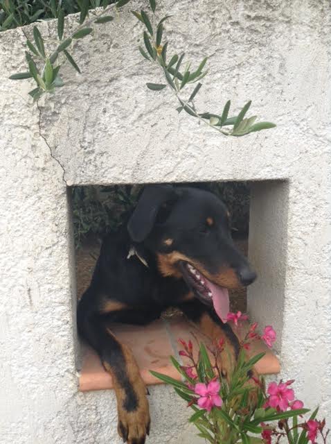 domainedelalicorne.fr photo chien beauceron photo chiot beauceron Elevage de beauceron chiot beauceron pure race élevage du clos de la licorne elevage des gardiens de la licorne elevage beauceron noir et feu authentique gros gabarits élevage de Beauceron familial sérieux et qualité domainedelalicorne.fr suivi des chiots conseil d’éducation chiot propre bas rouge santé caractère spécialiste du beauceron noir et feu ou arlequin chien rustique berger de France  nos chiots sont élevés avec amour et attention notre passion au service de la qualité Beauceron de qualité et sportif domaine de la licorne 04380 BARRAS élevage en liberté éleveur berger de beauce élevage de beauceron de travail 06 11 20 51 93 site domainedelalicorne.fr mail domainedelalicorne@gmail.com