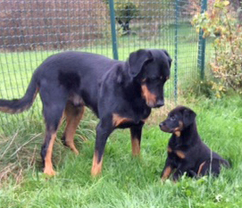 domainedelalicorne.fr Elevage de beauceron chiot beauceron pure race élevage du clos de la licorne elevage des gardiens de la licorne elevage beauceron noir et feu authentique gros gabarits élevage de Beauceron familial sérieux et qualité domainedelalicorne.fr suivi des chiots conseil d’éducation chiot propre bas rouge santé caractère spécialiste du beauceron noir et feu ou arlequin chien rustique berger de France  nos chiots sont élevés avec amour et attention notre passion au service de la qualité Beauceron de qualité et sportif domaine de la licorne 04380 BARRAS élevage en liberté éleveur berger de beauce élevage de beauceron de travail 