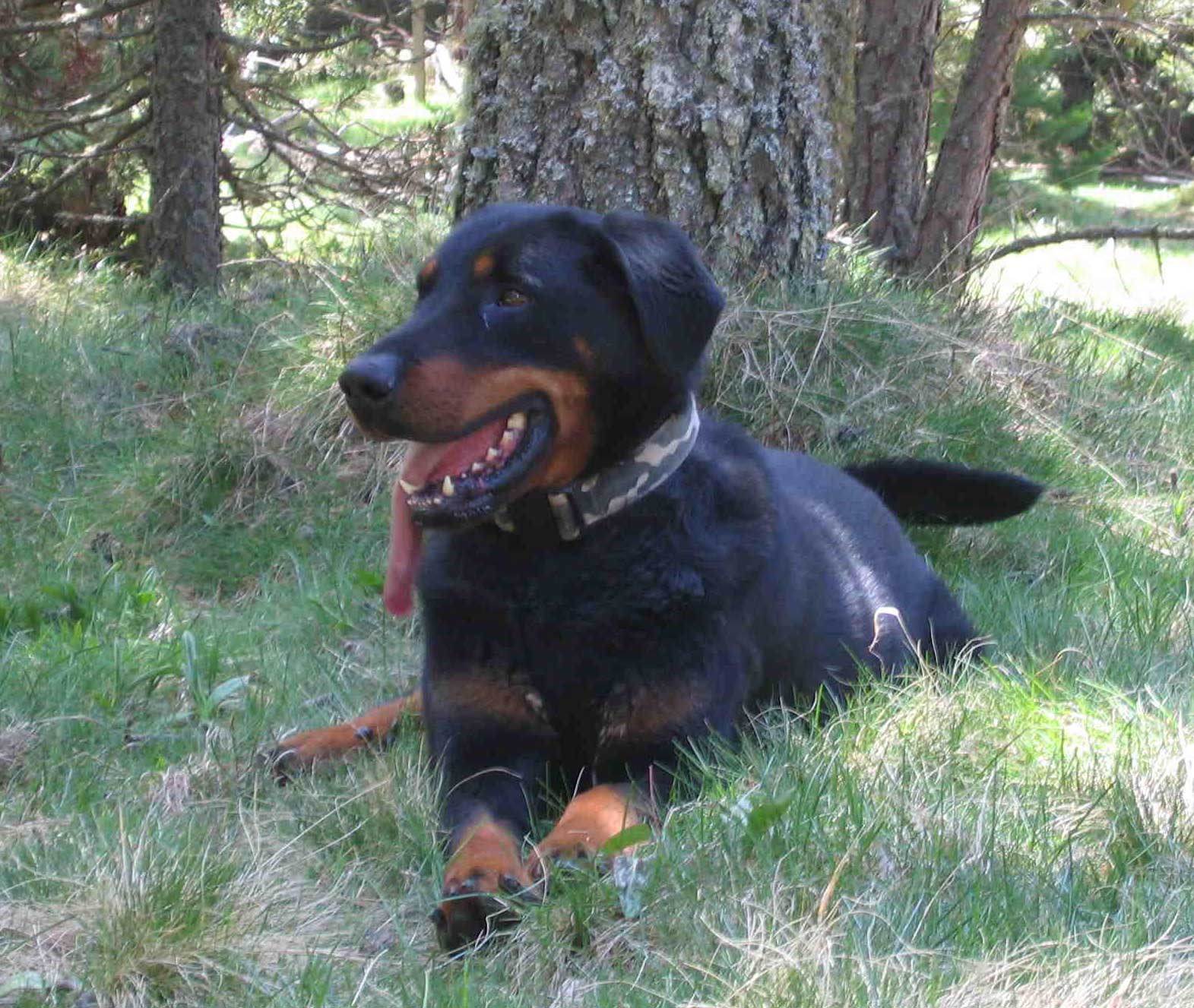 domainedelalicorne.fr Elevage de beauceron chiot beauceron pure race élevage du clos de la licorne elevage des gardiens de la licorne elevage beauceron noir et feu authentique gros gabarits élevage de Beauceron familial sérieux et qualité domainedelalicorne.fr suivi des chiots conseil d’éducation chiot propre bas rouge santé caractère spécialiste du beauceron noir et feu ou arlequin chien rustique berger de France  nos chiots sont élevés avec amour et attention notre passion au service de la qualité Beauceron de qualité et sportif domaine de la licorne 04380 BARRAS élevage en liberté éleveur berger de beauce élevage de beauceron de travail 