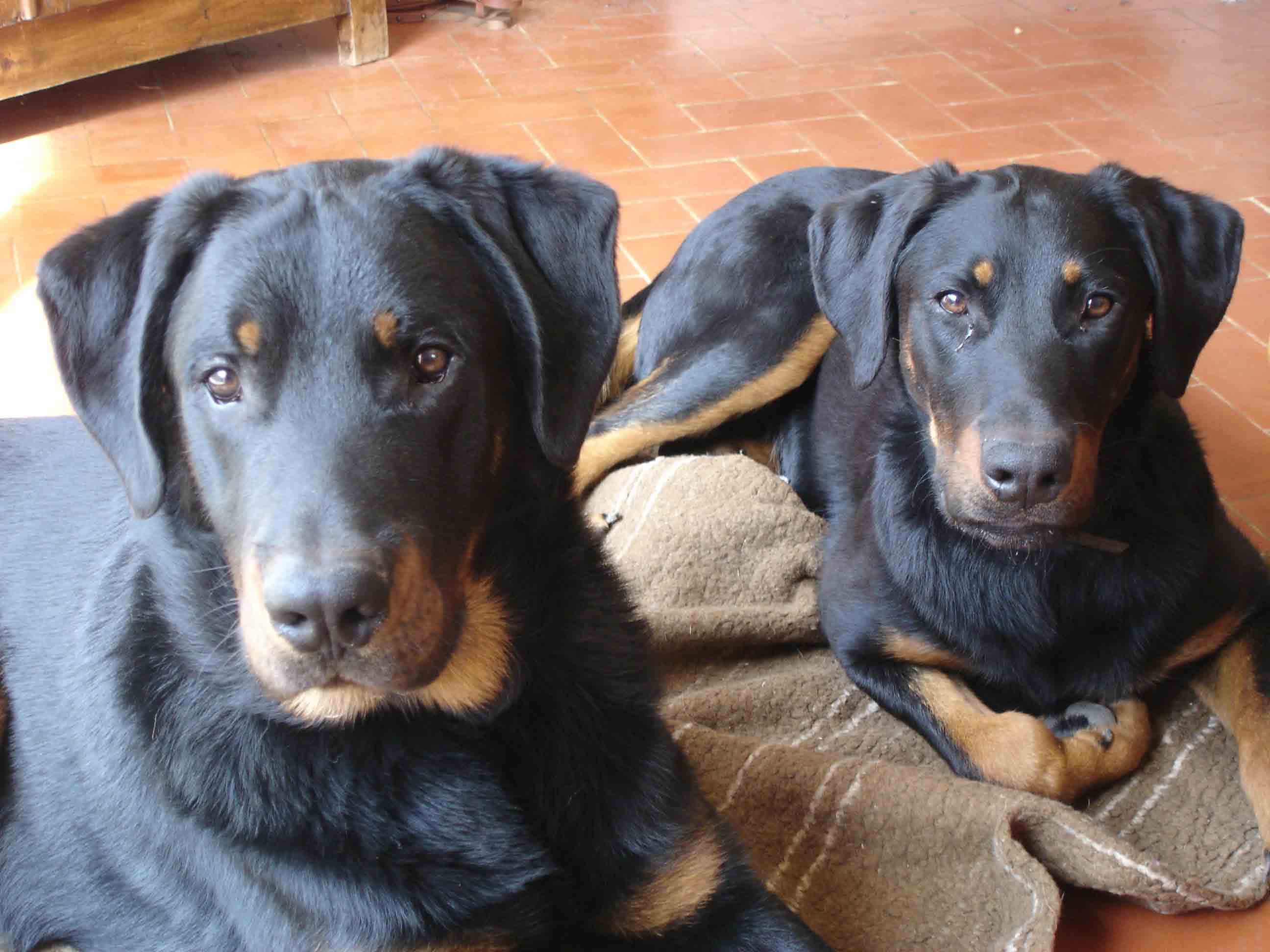 domainedelalicorne.fr Elevage de beauceron chiot beauceron pure race élevage du clos de la licorne elevage des gardiens de la licorne elevage beauceron noir et feu authentique gros gabarits élevage de Beauceron familial sérieux et qualité domainedelalicorne.fr suivi des chiots conseil d’éducation chiot propre bas rouge santé caractère spécialiste du beauceron noir et feu ou arlequin chien rustique berger de France  nos chiots sont élevés avec amour et attention notre passion au service de la qualité Beauceron de qualité et sportif domaine de la licorne 04380 BARRAS élevage en liberté éleveur berger de beauce élevage de beauceron de travail 