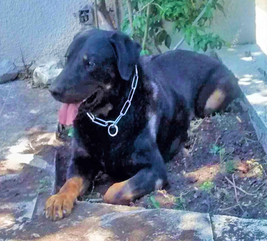  domainedelalicorne.fr photo chien beauceron photo chiot beauceron Elevage de beauceron chiot beauceron pure race élevage du clos de la licorne elevage des gardiens de la licorne elevage beauceron noir et feu authentique gros gabarits élevage de Beauceron familial sérieux et qualité domainedelalicorne.fr suivi des chiots conseil d’éducation chiot propre bas rouge santé caractère spécialiste du beauceron noir et feu ou arlequin chien rustique berger de France  nos chiots sont élevés avec amour et attention notre passion au service de la qualité Beauceron de qualité et sportif domaine de la licorne 04380 BARRAS élevage en liberté éleveur berger de beauce élevage de beauceron de travail 06 11 20 51 93 site domainedelalicorne.fr mail domainedelalicorne@gmail.com