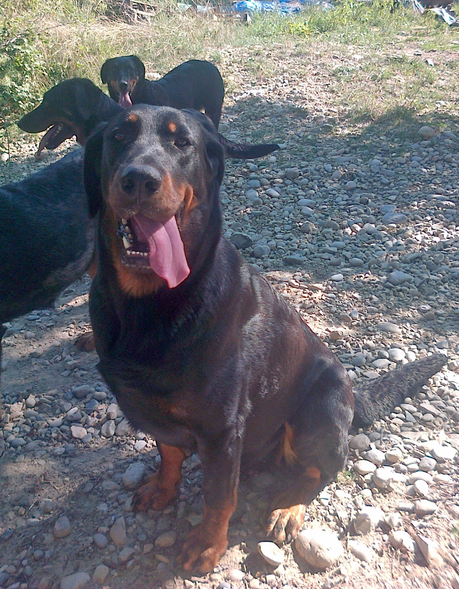 domainedelalicorne.fr Elevage de beauceron chiot beauceron pure race élevage du clos de la licorne elevage des gardiens de la licorne elevage beauceron noir et feu authentique gros gabarits élevage de Beauceron familial sérieux et qualité domainedelalicorne.fr suivi des chiots conseil d’éducation chiot propre bas rouge santé caractère spécialiste du beauceron noir et feu ou arlequin chien rustique berger de France  nos chiots sont élevés avec amour et attention notre passion au service de la qualité Beauceron de qualité et sportif domaine de la licorne 04380 BARRAS élevage en liberté éleveur berger de beauce élevage de beauceron de travail 