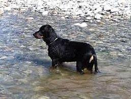domainedelalicorne.fr Elevage de beauceron chiot beauceron pure race élevage du clos de la licorne elevage des gardiens de la licorne elevage beauceron noir et feu authentique gros gabarits élevage de Beauceron familial sérieux et qualité domainedelalicorne.fr suivi des chiots conseil d’éducation chiot propre bas rouge santé caractère spécialiste du beauceron noir et feu ou arlequin chien rustique berger de France  nos chiots sont élevés avec amour et attention notre passion au service de la qualité Beauceron de qualité et sportif domaine de la licorne 04380 BARRAS élevage en liberté éleveur berger de beauce élevage de beauceron de travail 